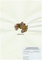 藏品(海木耳)的圖片